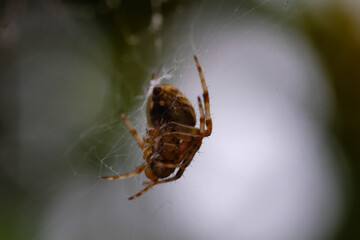 Macro Photography. Animal Closeup. Tropical spider (Cyrtophora citricola) in the middle of the nest. Tropical spiders are nesting in the yard. Shot with a macro lens