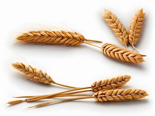 Three golden wheat stalks stand out against a clean white background
