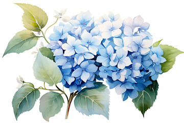 watercolor painting realistic Blue hydrangea flowers, branches and leaves on white background. Clipping path included.