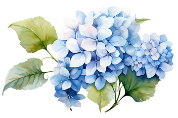 watercolor painting realistic Blue hydrangea flowers, branches and leaves on white background. Clipping path included.