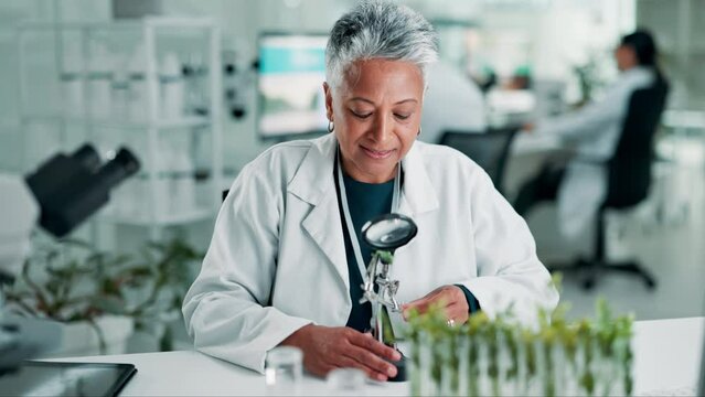 Scientist, magnifying glass or woman in laboratory for test or development for medical innovation. Biotechnology, expert and petri dish for sample research and gmo of plant seedlings in tubes