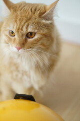 portrait of a cat in a room with wooden floor