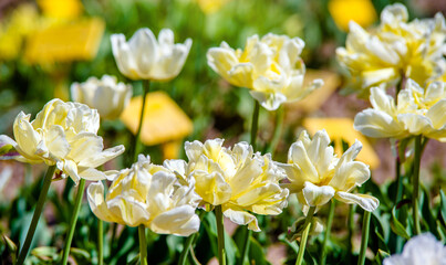 yellow tulips bloom on a green natural background
