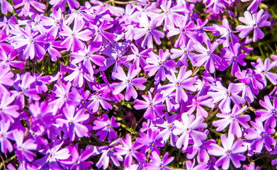 Natural background of small purple flowers
