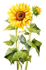 watercolor painting realistic full Yellow sunflower and leaves on white background. Clipping path included.