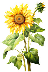 watercolor painting realistic full Yellow sunflower and leaves on white background. Clipping path included.