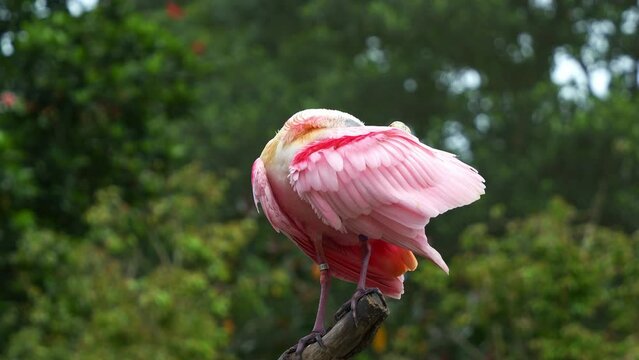Exotic wading bird species, a roseate spoonbill, platalea ajaja with striking pink plumage, perched atop, preening and grooming its feathers, close up shot.