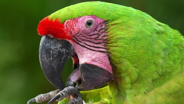 Great green macaw (Ara ambiguus) or military macaw (Ara militaris) with red forehead, cracking open a nut with its foot and bill, extreme close up profile shot of a critically endangered bird species.