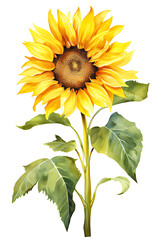 watercolor painting realistic full Yellow sunflower and leaves on white background. Clipping path included.