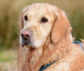 Pies rasy Golden retriever - obrazy, fototapety, plakaty