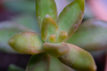 Macrophotography. Selective Focus. Closeup shot of Bud of Succulent Hanging plant (Sedum Morganianum). Light green hanging succulent plant. Pretty Background