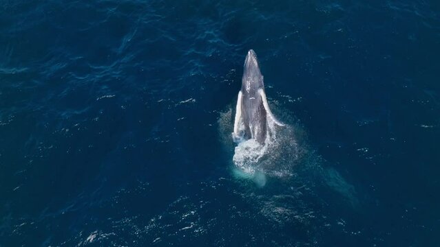 High angle aerial view of jubilant humpback whale breaching twice in Caribbean