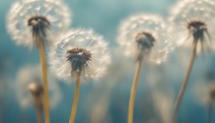 photo dandelions delicate seeds poised for flight stand out against a soft blue background