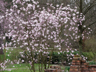 Magnolia x loebneri 'Leonard Messel'. Shrub with round crown bearing clusters of lilac-pink scented...