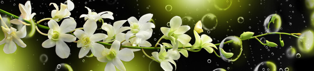 Orchid Spray on Black