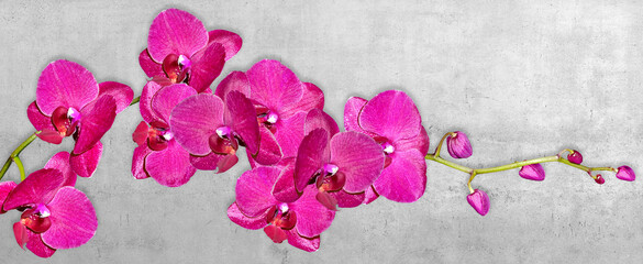 Orchid flower isolated on black background. © Konrad