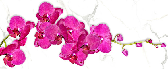 Orchid flower isolated on black background. © Konrad