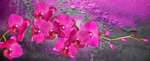 Orchid flower isolated on black background. © Konrad