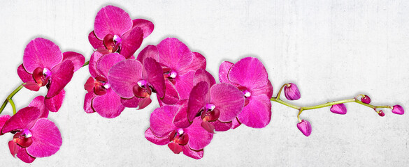 Orchid flower isolated on black background. © Konrad