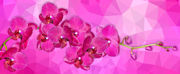 Orchid flower isolated on black background. © Konrad