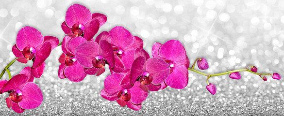 Orchid flower isolated on black background. © Konrad