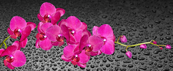 Orchid flower isolated on black background. © Konrad