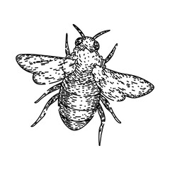 flower bee hand drawn. pollinate honey, cute black, fly sketch flower bee vector sketch. isolated black illustration