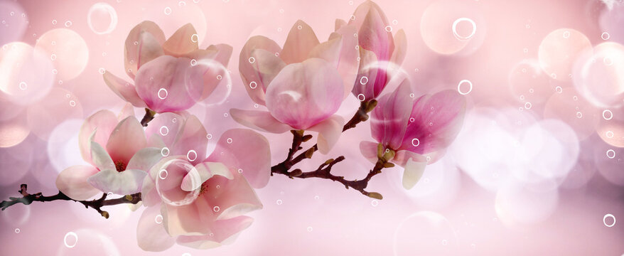 Orchid flower isolated on black background.