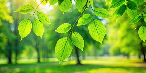 Foto op Plexiglas Fresh green leaves in the park © tnihousestudio