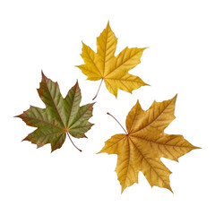 Maple leaves isolated on the transparent background