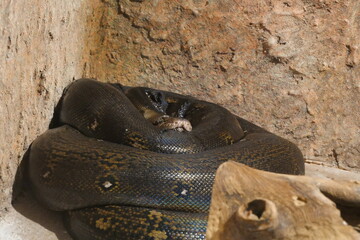 hat on the ground Serpentine Elegance