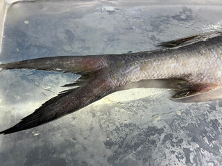 fresh raw cold seafood Spanish Mackerel whole fish ikan head, fillet, meat, cut, tail on white ice...