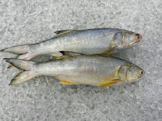 fresh raw cold seafood Indian threadfin whole fish ikan head, fillet, meat, cut, tail on white ice...