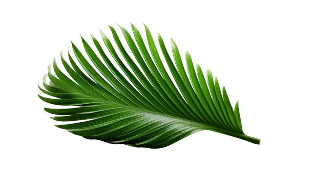 Tropical green palm leaf isolated on transparent background