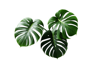 Two monstera leaves placed on the transparent background