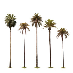 Obraz premium Tall skinny palm trees on the transparent background