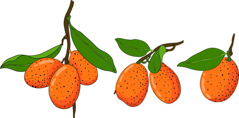Kumquat, golden mandarin orange citrus fruits. Hand drawn colored elements. Illustration for menu, drinks, package	