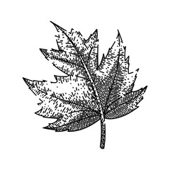 Obraz premium green maple leaf hand drawn. green fall, foliage ground canada maple leaf vector sketch. isolated black illustration