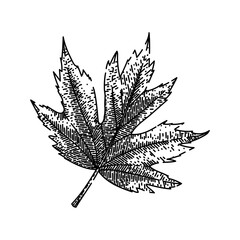 Naklejka premium leaf hand drawn. flag red, fall foliage, ground yellow maple leaf vector sketch. isolated black illustration