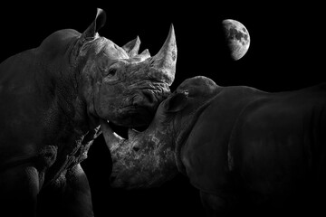 Two rhinos in the moonlight. The mother protects her little one.