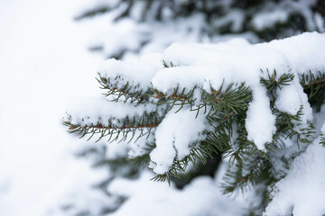 Blue spruce, Picea pungens, branches covered with snow.