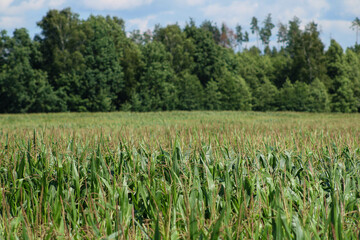 Fototapeta na wymiar A field of cucurbits against the background of the forest.