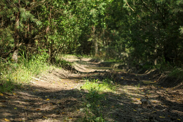 Rolled dirt road in the forest