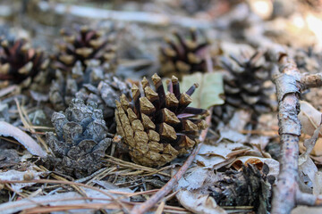 A bump on dry leaves against the background of other bumps, close-up