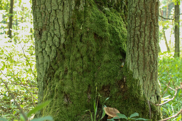 Obraz premium The lower part of the oak tree is covered in moss