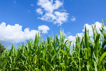 Bright green corn against a blue sky