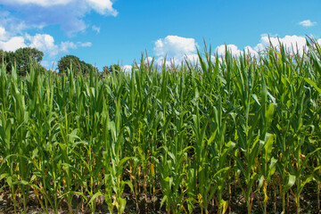 A thick wall of cucurza in a cornfield