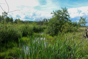 A very heavily overgrown part of the water body in the field
