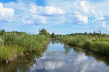 Field channel overgrown with reeds, view along the water flow