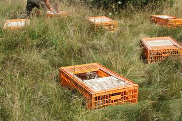 Lots of crates for transporting birds